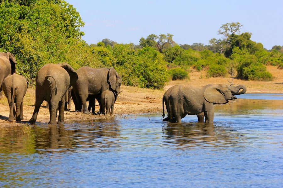 CRUCEROS RV AFRICAN DREAM CRUCERO SAFARI AFRICA CRUCEROS DE LUJO AFRICA VIAJES DE NOVIOS SAFARI CRUCEROS ZAMBEZE CRUCEROS CHOBE AFRICAN DREAM CRUISES CROISIERE CROISIEUROPE AFRICAN DREAM CRUISES CROISIERE AFRIQUE CROISIEUROPE AFRICAN DREAM BATEAU CRUCEROS RIOS AFRICA VIAJES DE NOVIOS AFRICA LUNAS DE MIEL SAFARI AFRICA CRUCEROS EXPLORACION NATURAL CRUCEROS AVENTURA VIAJES AVENTURA VIAJES EXPLORACION #Lunasdemiel #viajesdenovios #viajesunicos #viajesexploracion #agenciasdeviajesespaña #agenciasviajesdenovios #viajesaventura #crucerosafrica #crucerosunicos #viajesromanticos #viajesunicos #viajesnamibia #safariafrica #safariparquenaturalchobe #reservachobe #safarielefantes #safarinovios #safarilunasdemiel #crucerosnovios #descuentoviajesdenovios #ofertaslunasdemiel #crucerosdelujo #crucerosexploracion #cataratasvictoria #lunamielzimbabue #lunamielsudafrica #elefantes #africaelefantsafari